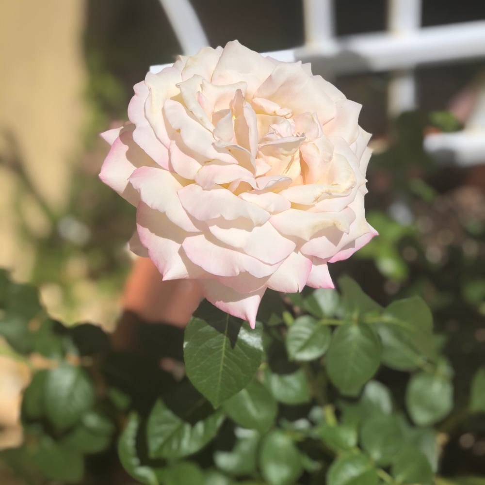 Meet your Posher, MT Closet